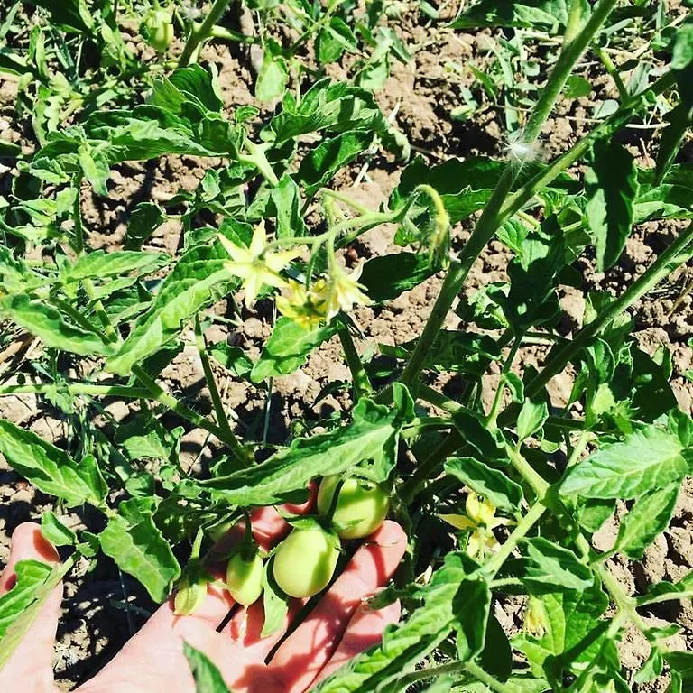 Tenuta Lanza Il Mulino Acquaviva Platani