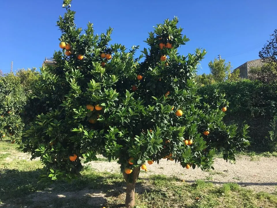 Acquaviva Platani Tenuta Lanza Il Mulino איטליה
